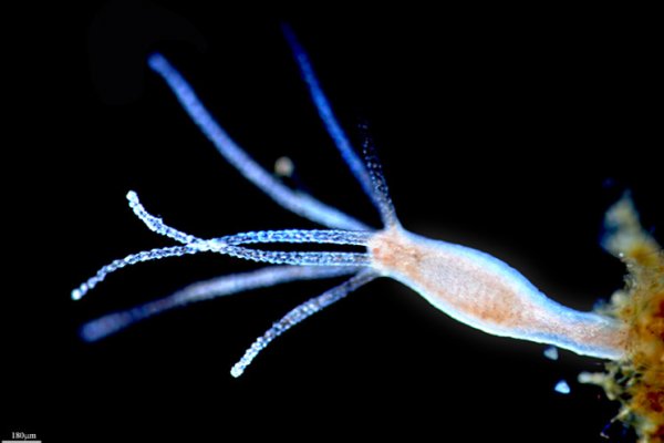 Kraken актуальные зеркала krakentor site
